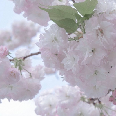 Furry插画元素设计Furry群